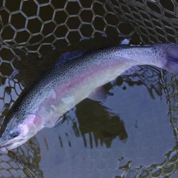 大安トラウトレイク釣果